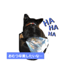 柴・チワワ・うさぎ（個別スタンプ：17）