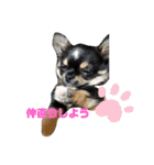 柴・チワワ・うさぎ（個別スタンプ：19）