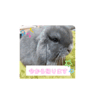 柴・チワワ・うさぎ（個別スタンプ：20）