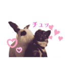 柴・チワワ・うさぎ（個別スタンプ：22）