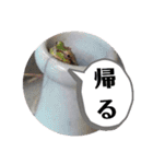 柴・チワワ・うさぎ（個別スタンプ：24）