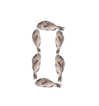 鯛 魚 デジタル 数字（個別スタンプ：1）