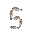 鯛 魚 デジタル 数字（個別スタンプ：6）