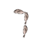 鯛 魚 デジタル 数字（個別スタンプ：8）
