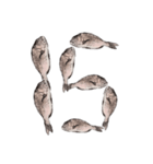 鯛 魚 デジタル 数字（個別スタンプ：16）