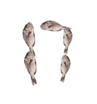 鯛 魚 デジタル 数字（個別スタンプ：18）