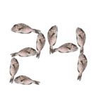 鯛 魚 デジタル 数字（個別スタンプ：25）