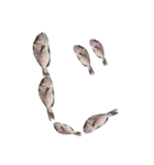 鯛 魚 デジタル 数字（個別スタンプ：26）