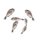 鯛 魚 デジタル 数字（個別スタンプ：27）