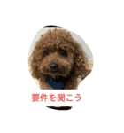反抗期な室内犬（個別スタンプ：1）