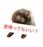 反抗期な室内犬（個別スタンプ：3）