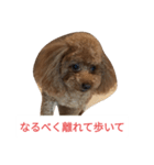 反抗期な室内犬（個別スタンプ：7）