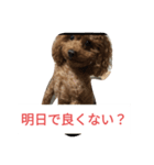 反抗期な室内犬（個別スタンプ：11）