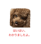 反抗期な室内犬（個別スタンプ：12）