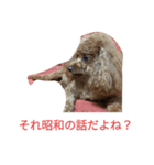 反抗期な室内犬（個別スタンプ：13）