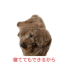 反抗期な室内犬（個別スタンプ：14）
