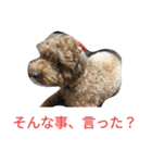 反抗期な室内犬（個別スタンプ：15）