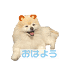 ポメラニアンのラブ（個別スタンプ：1）