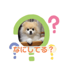 ポメラニアンのラブ（個別スタンプ：2）