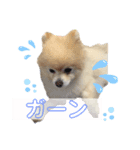 ポメラニアンのラブ（個別スタンプ：4）