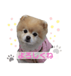 ポメラニアンのラブ（個別スタンプ：5）