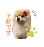 ポメラニアンのラブ（個別スタンプ：6）