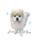 ポメラニアンのラブ（個別スタンプ：8）