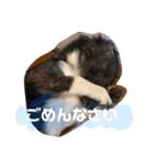 Dのつぶやき2（個別スタンプ：3）
