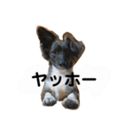 Dのつぶやき2（個別スタンプ：6）