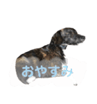 Dのつぶやき2（個別スタンプ：7）
