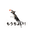 Dのつぶやき2（個別スタンプ：17）