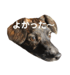 Dのつぶやき2（個別スタンプ：18）
