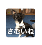 Dのつぶやき2（個別スタンプ：27）
