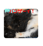 Dのつぶやき2（個別スタンプ：31）