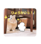 ららちゃん日和（個別スタンプ：3）