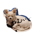 ちー太すたんぷ（個別スタンプ：7）