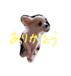 ちー太すたんぷ（個別スタンプ：9）