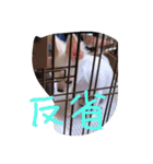 ちー太すたんぷ（個別スタンプ：10）