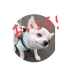 ちー太すたんぷ（個別スタンプ：11）