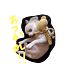 ちー太すたんぷ（個別スタンプ：19）