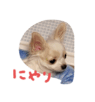 ちー太すたんぷ（個別スタンプ：24）