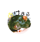 こじまるです（個別スタンプ：3）