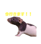 こじまるです（個別スタンプ：4）