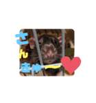 こじまるです（個別スタンプ：5）