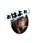 こじまるです（個別スタンプ：7）