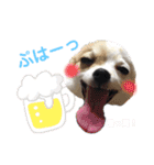 チワワとフレブルの関西弁（個別スタンプ：1）