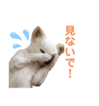 チワワとフレブルの関西弁（個別スタンプ：18）