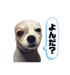 チワワとフレブルの関西弁（個別スタンプ：21）