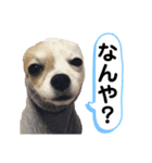 チワワとフレブルの関西弁（個別スタンプ：23）