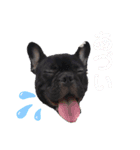 チワワとフレブルの関西弁（個別スタンプ：30）